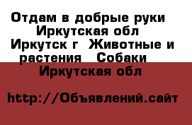 Отдам в добрые руки - Иркутская обл., Иркутск г. Животные и растения » Собаки   . Иркутская обл.